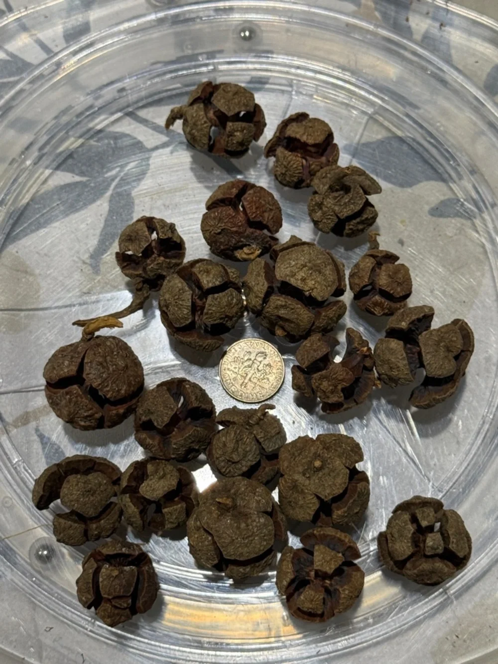 20 Natural Brown Dried Seed Pods - Decorative Accents and crafting
